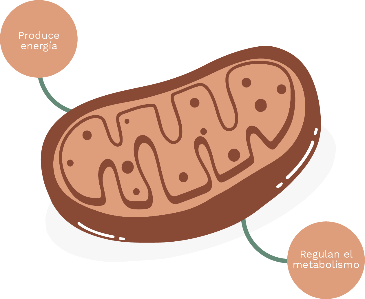 Dibujo de una mitocondria